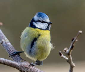 blue tit on a branch
