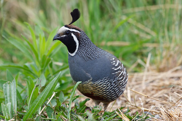 Californian quail in New Zealands South Island