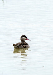 Red-billed teal, also red-billed duck (Anas erythrorhyncha), in Ngorongoro crater, Tanzania