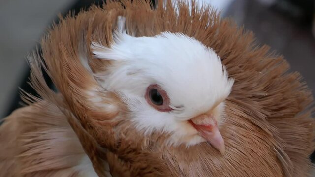 Jacobin pigeon