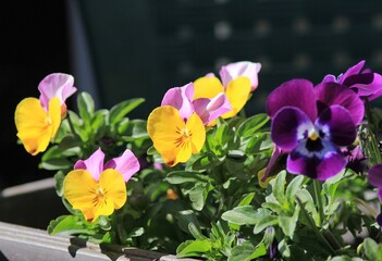 Colorful Pansies in the garden in spring