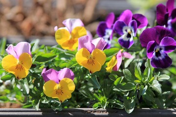 Colorful Pansies in the garden in spring