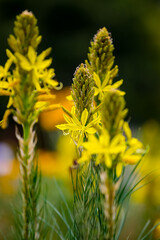 Bulbine lily (Bulbine bulbosa) in the garden
