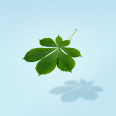Falling green leaf of a chestnut tree on a blue background casting a shadow. Botanical concept of...