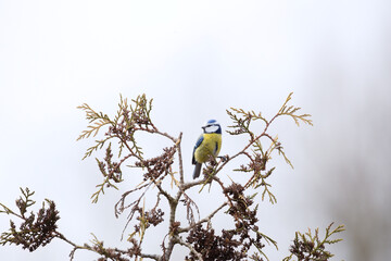 Blaumeise
