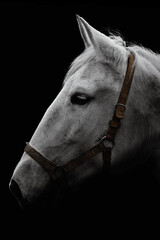 horse on a black background