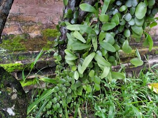 flower plants that thrive