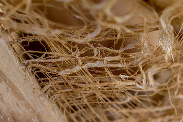 Beautiful texture of the big coconut palm trunk