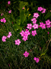 Dianthus (Pinks) flowers in the field