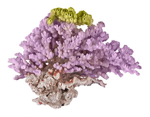 Coral isolated on white background © Dmitry