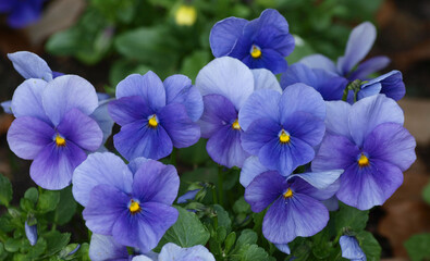 Gruppenpflanzung von Garten-Stiefmütterchen oder blaue Schöngesicht (Viola wittrockiana)