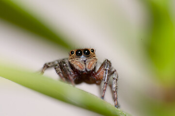 Adanson's House Jumping Spider on the leaf. Hasarius Adansoni.