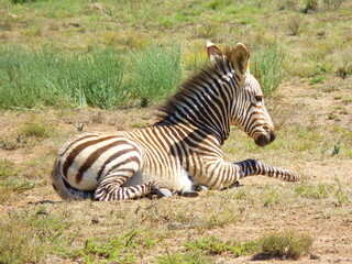 Fototapeta na wymiar Hartmanns Berg Zebra Baby 1090179
