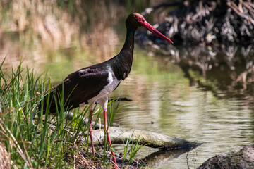 Black stork (Ciconia nigra) hunting by the river.