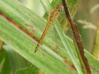 Dragonfly on a green sugarcane leaf 