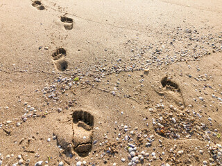footprints on the sandy beach in summer