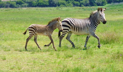 Fototapeta na wymiar Hartmanns Berg Zebra mit Baby 1090606