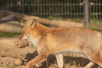 丸太を加えて歩き回るキツネ