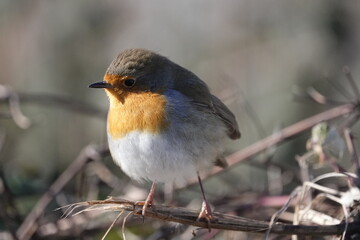 Fototapeta premium Cute Robin
