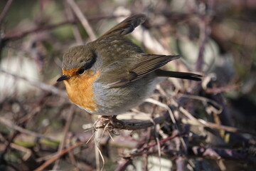 Cute Robin
