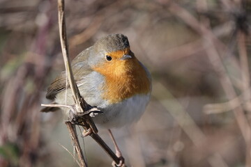 Cute Robin