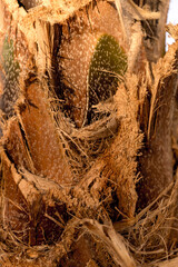 Beautiful texture of the big coconut palm trunk