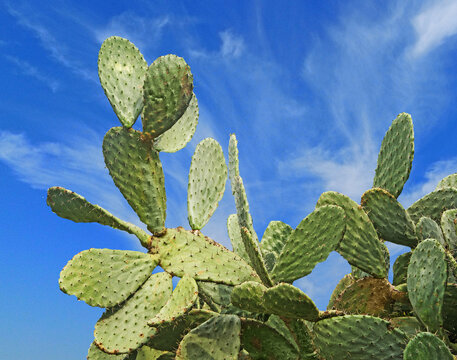 Close up of cactus on background of sky