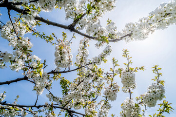 Branches of blossoming cherry on blue sky background in sunlight. Flowers of spring nature. copy space.