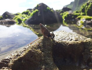 waterfall on the rock
