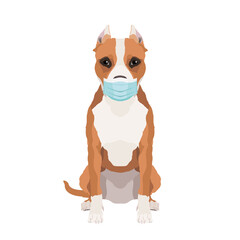 Vector illustration of american staffordshire terrier wearing face mask isolated on white background