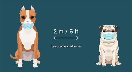 Keep safe distance two meters or six feets. American staffordshire terrier and pug wearing protective face masks. Vector coronavirus infection spreading prevention information sign with pets