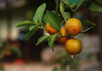 fresh orange in the garden