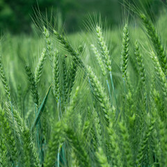 field of green wheat