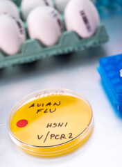 new strain of H5N8 avian influenza infected in humans, petri dish with samples, conceptual image