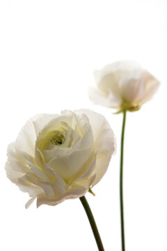 花金鳳花images Browse Stock Photos Vectors And Video Adobe Stock