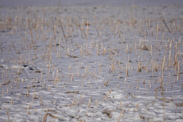 harvested field in winter