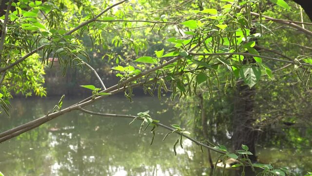 : A view of canal at ayub park with green trees.