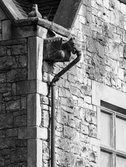 Old Victorian gargoyle water spout on a building