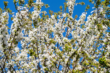 Blossoming cherry branches against the background of a bright blue sky. Spring bright floral background with blooming trees in the orchard.