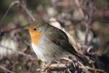 robin on a branch