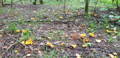 autumn leaves on the ground