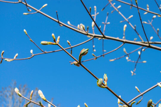 Spring bright fresh natural background with growing leaves on tree branches and bright blue sky.
