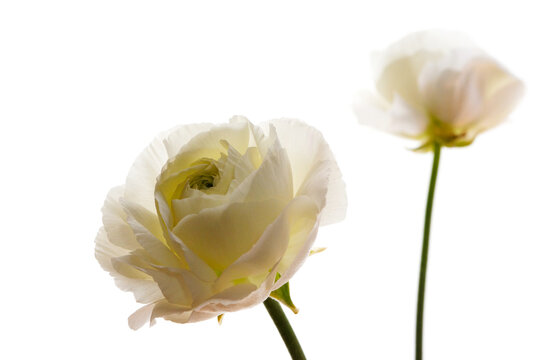87 Best 花金鳳花images Stock Photos Vectors Adobe Stock