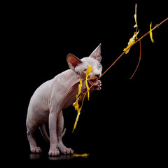 Sphynx cat with raised paw plays with branch isolated on black background