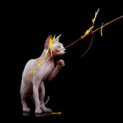 Sphynx cat with raised paw plays with branch isolated on black background