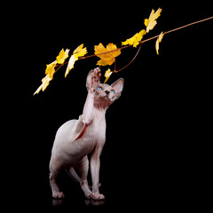 Sphynx cat with raised paw plays with branch isolated on black background