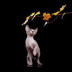 Sphynx cat with raised paw plays with branch isolated on black background