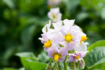 満開のジャガイモの花