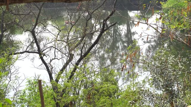 A beautiful canal with green trees at ayub park.