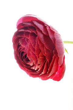 花金鳳花images Browse 87 Stock Photos Vectors And Video Adobe Stock